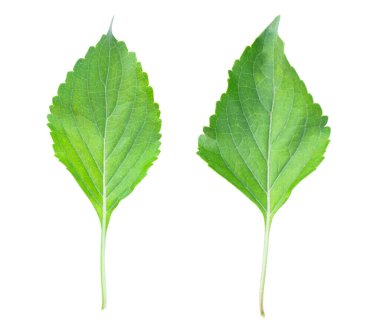 Beyaz arkaplanda rezene yaprakları (Ocimum gratissimum) izole.