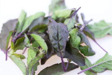 Kutsal fesleğen beyaz arkaplanda izole.