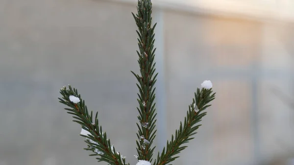 Small Spruce Tree Winter Street — Stock Photo, Image