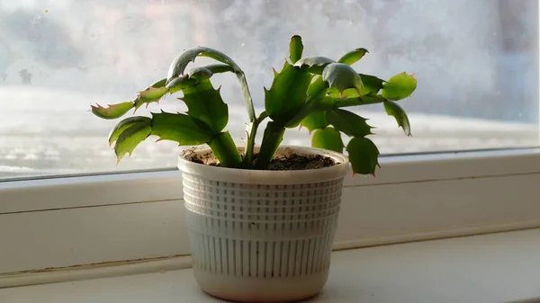 Indoor flower Decembrist stands on the windowsill — Stock Image Indoor Flower Decembrist Stands Windowsill Stock Image