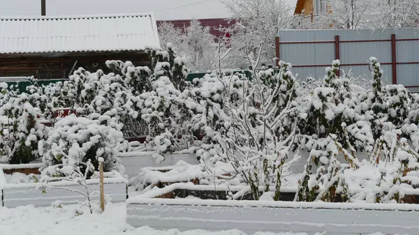 Pohon Pohon Ditutupi Dengan Salju Pertama — Stok Foto