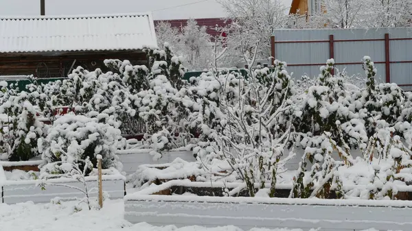 Les Arbres Sont Couverts Première Neige — Photo