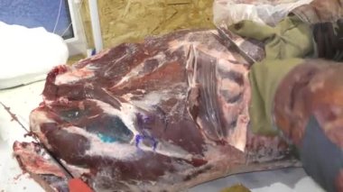 Adamın biri donmuş geyik leşini kesiyor.