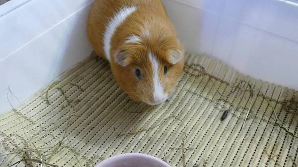 Cavia Zittend Een Kooi — Stockfoto