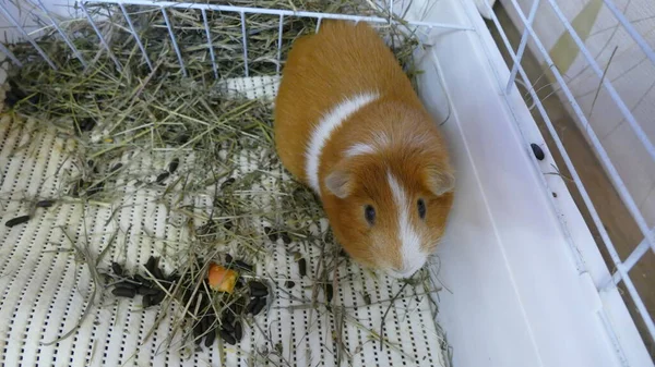 Een Cavia Zit Een Kooi — Stockfoto