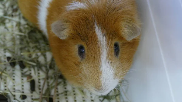 Een Cavia Zit Een Kooi — Stockfoto