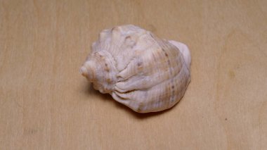 Ahşap arka planda deniz kabukları