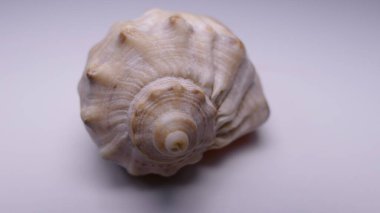 Beyaz arka planda deniz kabukları