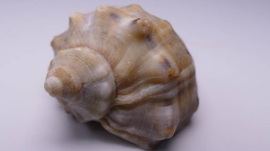 Beyaz arka planda deniz kabukları