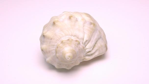 貝殻は白い背景で回転し — ストック動画
