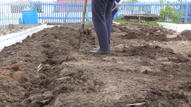 Vrouwen Graven Tuin Met Schoppen — Stockvideo