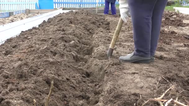 女人用铲子在花园里挖东西 — 图库视频影像