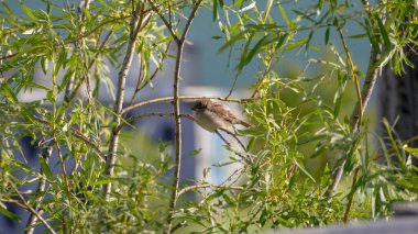 Serçe kuşlar ağaç dalında otururlar.