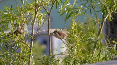 Serçe kuşlar ağaç dalında otururlar.