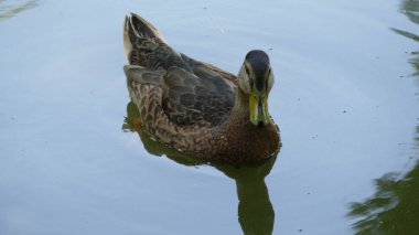 Ördekler şehir parkının göletinde yüzerler.