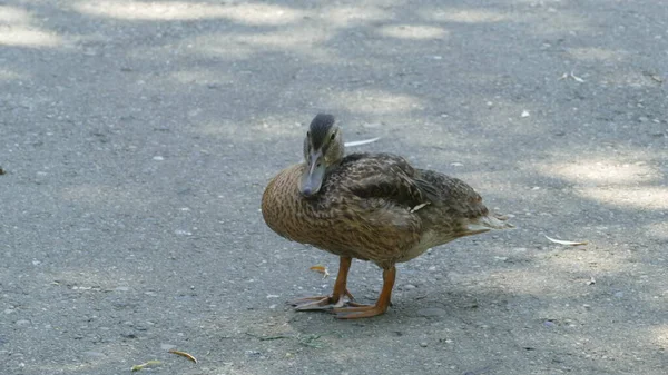Jedna Kachna Procházka Parku — Stock fotografie