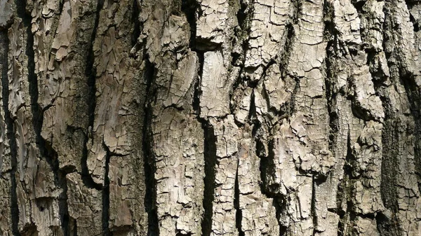Texture Image Tree Bark Background — Stock Photo, Image