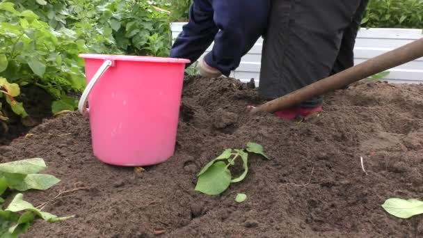在蔬菜园收割马铃薯的妇女 — 图库视频影像