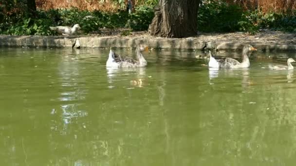 Gansos Patos Palomas Parque Ciudad — Vídeos de Stock