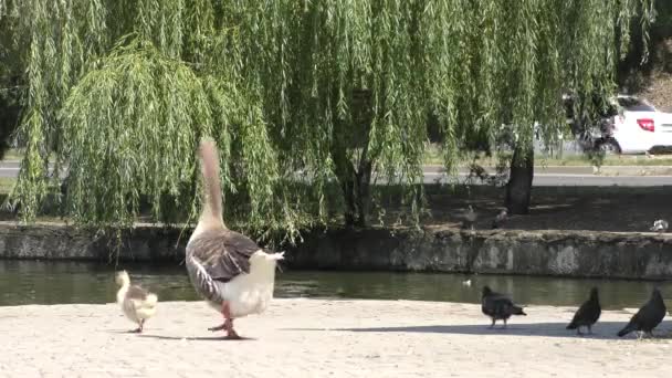 Gansos Patos Pombos Parque Cidade — Vídeo de Stock