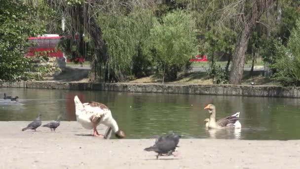 Gansos Patos Pombos Parque Cidade — Vídeo de Stock