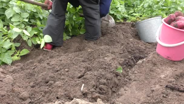 女性は畑でジャガイモを掘る 健康的な食のコンセプト — ストック動画