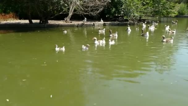 Patos Gansos Nadam Lagoa — Vídeo de Stock