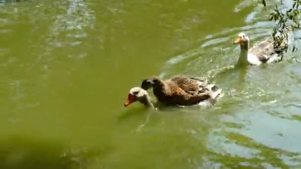 Ducks Have Sex Lake — Stock Video