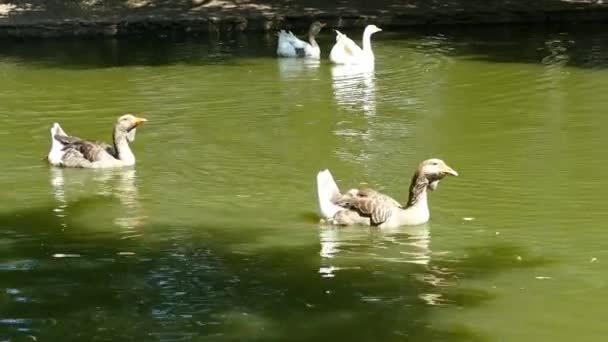 Patos Gansos Parque Cidade — Vídeo de Stock