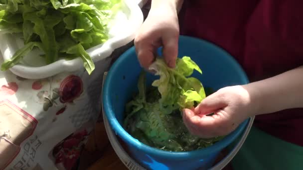 Žena Vaří Omývá Zelené Salátové Listy Vodě Zdravá Výživa — Stock video