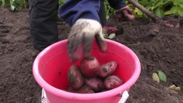 Žena Sklízí Brambory Zdravá Výživa — Stock video