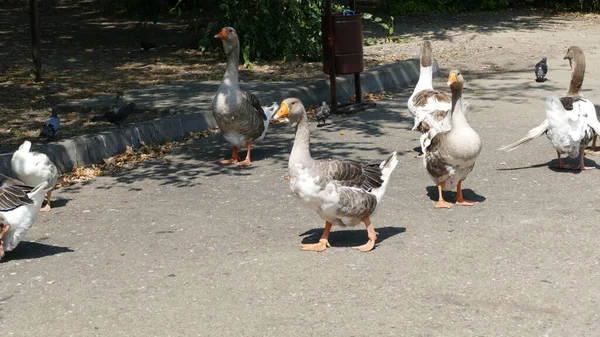 Les Oiseaux Eau Marchent Dans Parc Ville — Photo