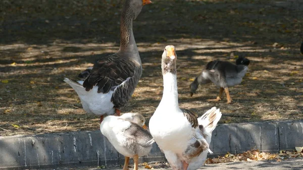 Aves Aquáticas Caminham Parque Cidade — Fotografia de Stock