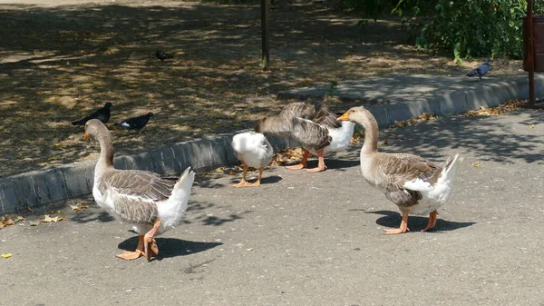 Watervogels Wandelen Het Stadspark — Stockfoto