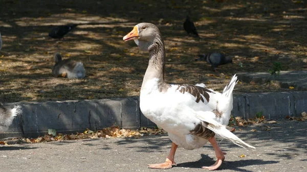 Passeggiata Degli Uccelli Acquatici Nel Parco Cittadino — Foto Stock