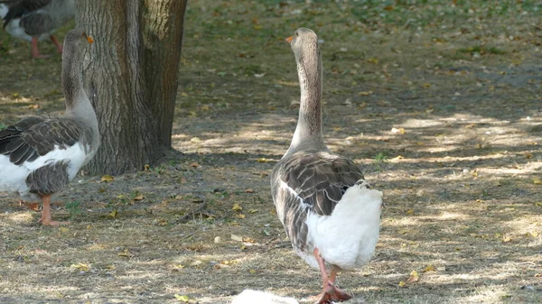 Passeggiata Degli Uccelli Acquatici Nel Parco Cittadino — Foto Stock