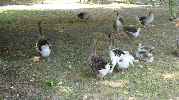 Aves Aquáticas Caminham Parque Cidade — Fotografia de Stock