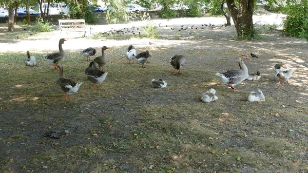 Wasservögel Spazieren Stadtpark — Stockfoto