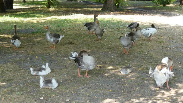 Υδρόβια Πουλιά Περπατούν Στο Πάρκο Της Πόλης — Φωτογραφία Αρχείου