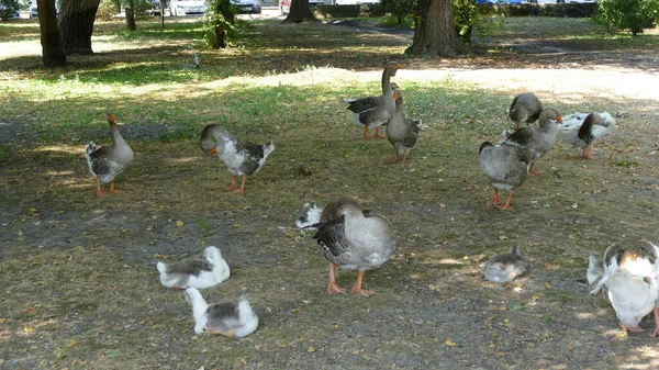 Vodní Ptáci Procházka Městském Parku — Stock fotografie