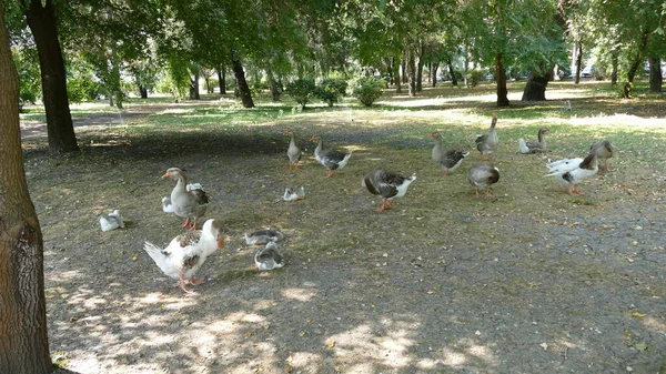 Wasservögel Spazieren Stadtpark — Stockfoto