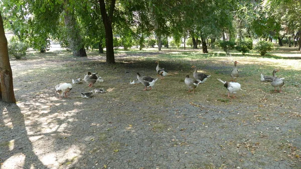Les Oiseaux Eau Marchent Dans Parc Ville — Photo