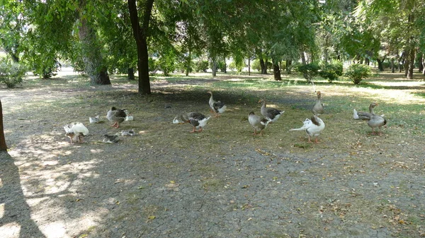 Vodní Ptáci Procházka Městském Parku — Stock fotografie