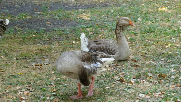 Les Oiseaux Eau Marchent Dans Parc Ville — Photo