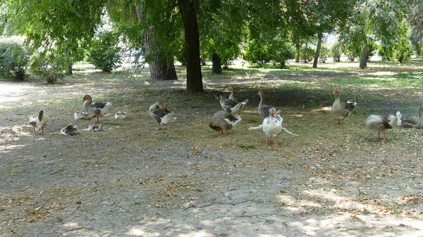 Les Oiseaux Eau Marchent Dans Parc Ville — Photo