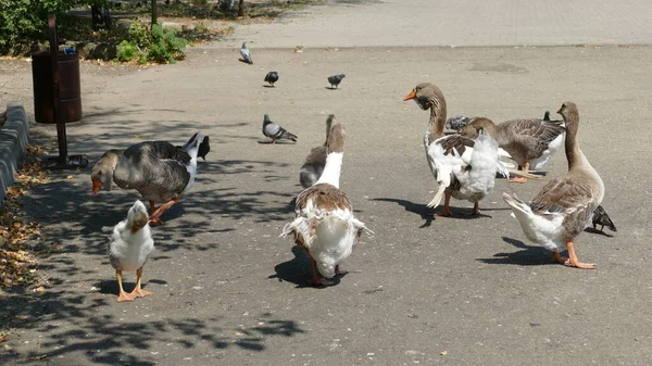 Wasservögel Spazieren Stadtpark — Stockfoto