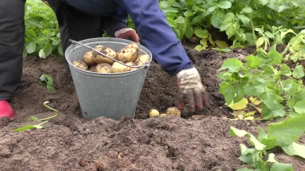畑で新鮮なジャガイモを収穫する女性は — ストック動画