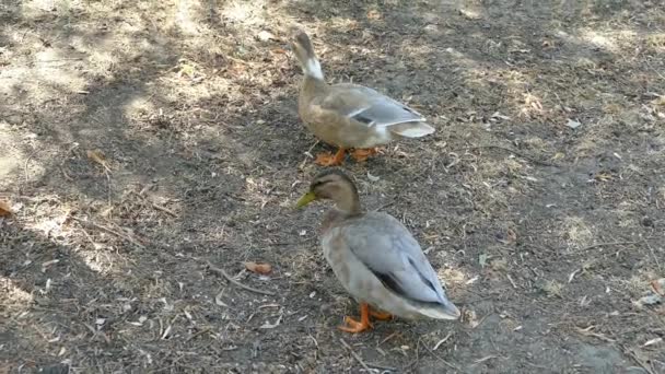 Patos Andando Parque Procura Comida — Vídeo de Stock