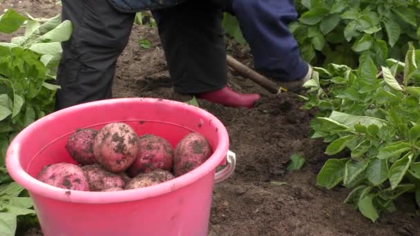 女性はジャガイモを収穫する 健康的な食のコンセプト — ストック動画