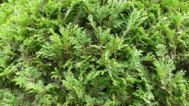 arkaplan için yeşil yaprak dokusu resmi 